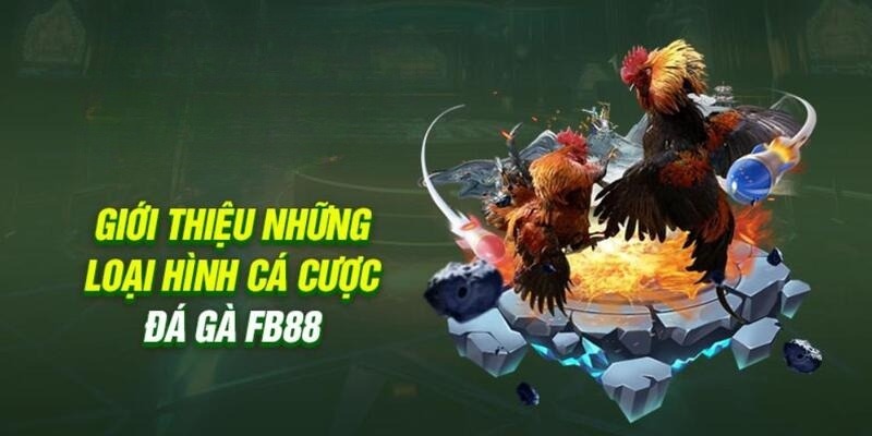 Các thể loại đá gà FB88 được khách hàng yêu thích