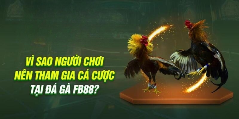 Điểm nhấn đặc biệt của sân chơi đá gà FB88